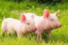 国家统计局：6月中旬生猪（外三元）价格环比上涨3.8%