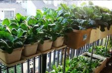 “都市农夫”家里种菜催热“阳台经济” 催生新商机 “都市农夫”家里种菜催热“阳台经济” 催生新商机